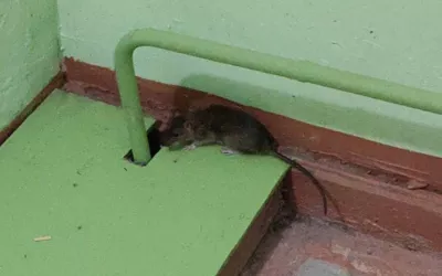 Уничтожение мышей в подъезде жилого дома дома в Мытищах