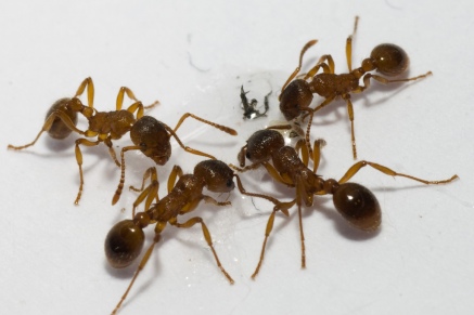 Уничтожение муравьев   в Мытищах 