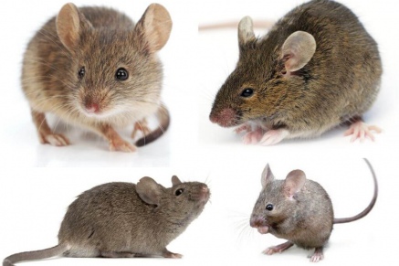 Уничтожение (дератизация) мышей   в Мытищах 